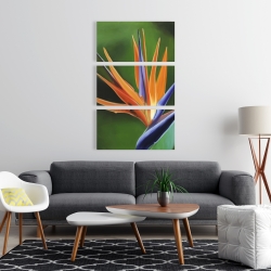 Canvas 24 x 36 - Bird of paradise flower 