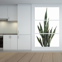 Toile 40 x 60 - Plante couteau