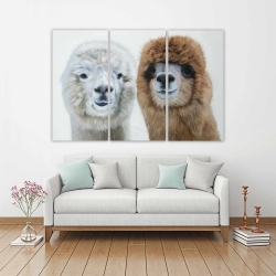 Canvas 40 x 60 - Two lamas
