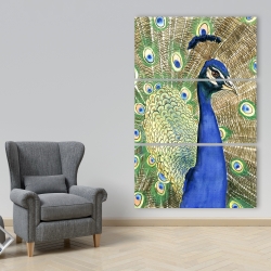 Canvas 40 x 60 - Peacock