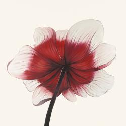 Anemone red flower
