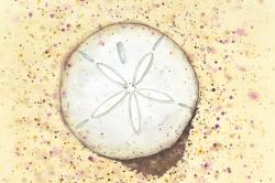 Dollars des sables