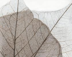 Feuilles séchées translucides