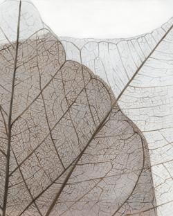 Feuilles séchées translucides