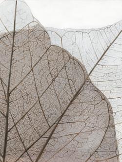 Feuilles séchées translucides