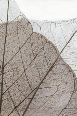 Feuilles séchées translucides
