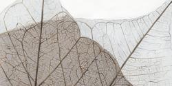 Feuilles séchées translucides