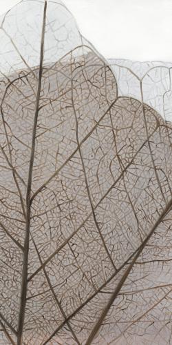 Feuilles séchées translucides