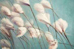 Cotton grass flowers in the wind