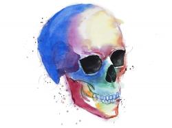 Watercolor colorful skull profile