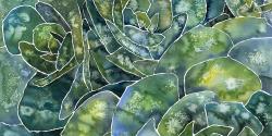 Succulents abstrait