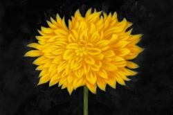 Yellow chrysanthemum