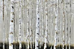 Winter forest landscape