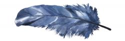 Blue feather