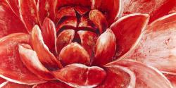 Red chrysanthemum