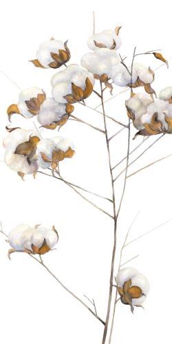 Cotton flowers branch