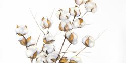 A branch of cotton flowers