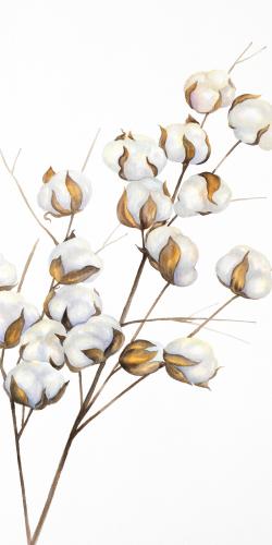 A branch of cotton flowers