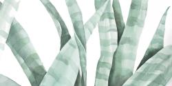 Watercolor striped desert plant