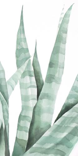 Watercolor striped desert plant