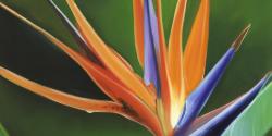 Bird of paradise flower 