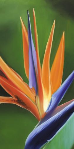 Bird of paradise flower 