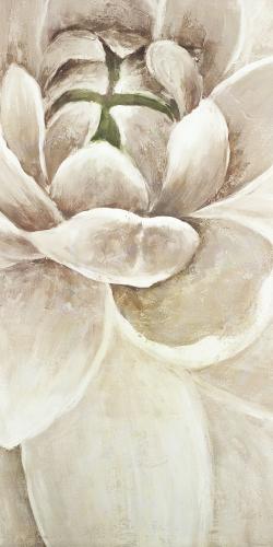 Délicate chrysanthème