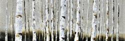 Winter forest landscape