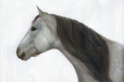 Winter horse