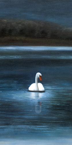 Magnifique cygne