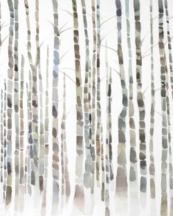 Birch trees forest