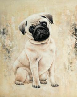 Petit chien pug