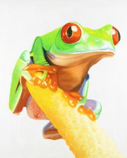 Curious red eyed frog