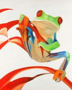 Red-eyed frog