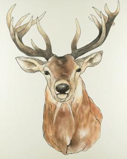 Front deer portrait