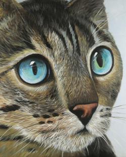 Curious cat portrait