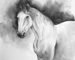 Domino le cheval