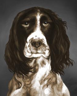Springer spaniel anglais brun