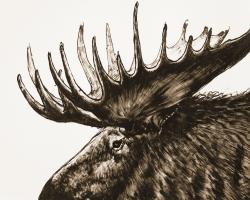 Moose plume sepia