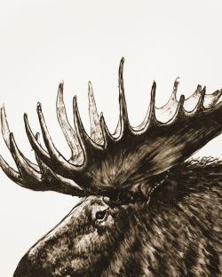Moose plume sepia