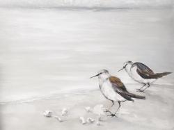 Deux oiseaux bécasseau
