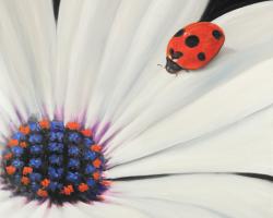 White daisy and ladybug