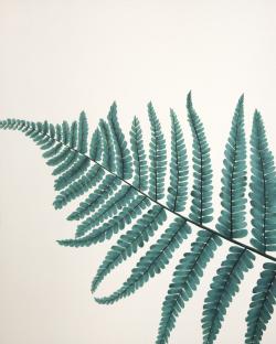 Beautiful fern