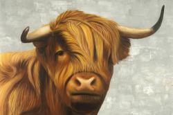 Highland cattle