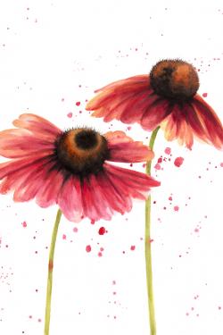 Two pink daisies
