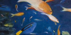 Poissons colorés sous l'océan