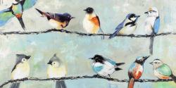 Small colorful birds