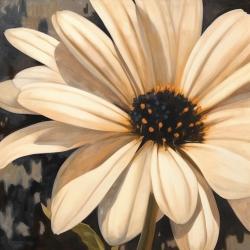 Marguerite ouverte