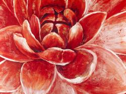 Red chrysanthemum