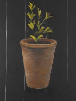 Plant of marjolaine